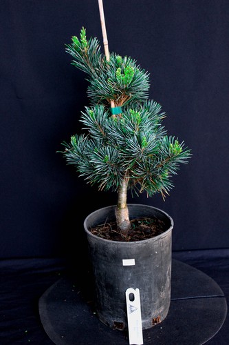 Japanese white pine pinus - white, (
