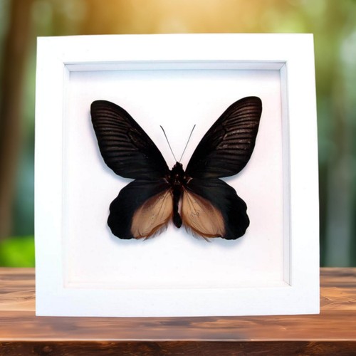 Giant black framed butterfly - giant,