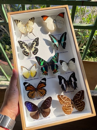 Real mix butterfly - real, 11