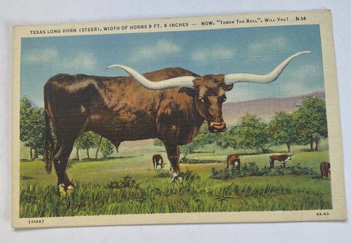 Texas long horn steer - texas,