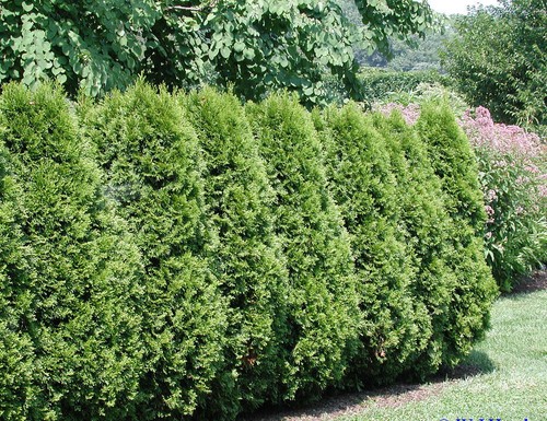 American arborvitae white - american, arborvitae,