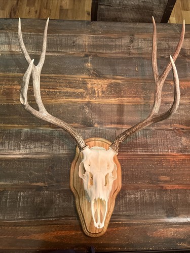 European skull mule deer - european,
