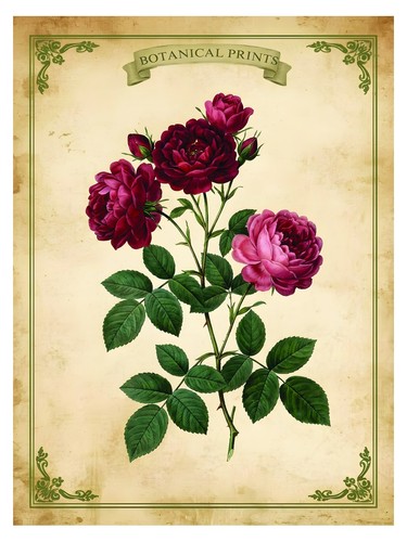 Botanical rose vintage poster - vintage,