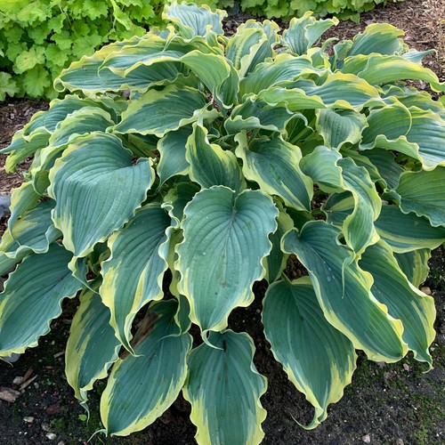 Hosta voices the wind - hosta,