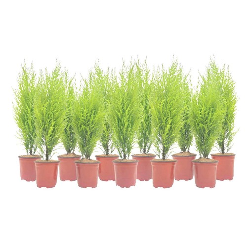 Live dwarf lemon - 11-pk,