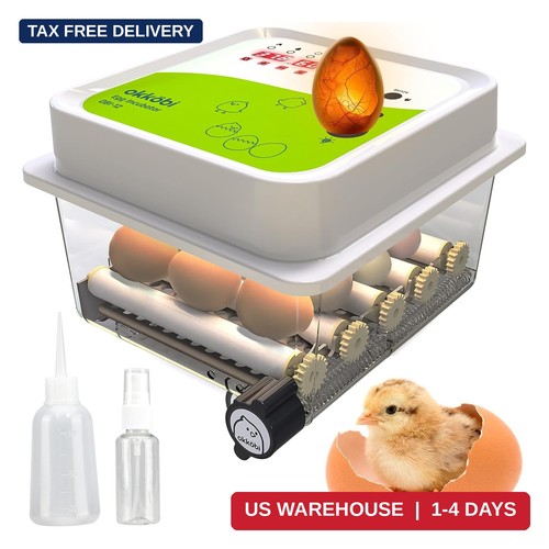 Egg incubator eggs - egg,