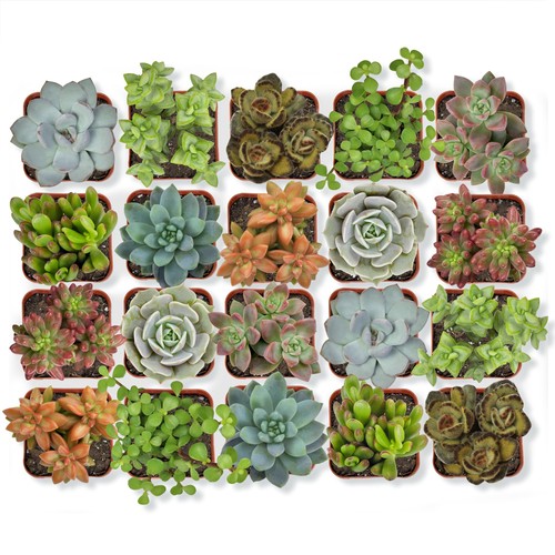 Live succulent plants pack - live, 20