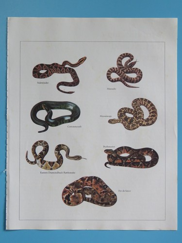 Orig 1984 color - color, snake