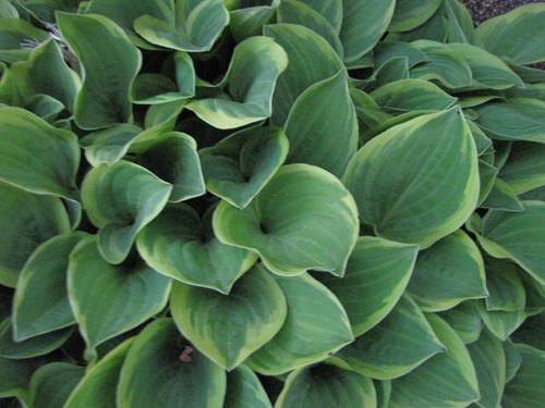 Hosta golden - 20, hosta~golden