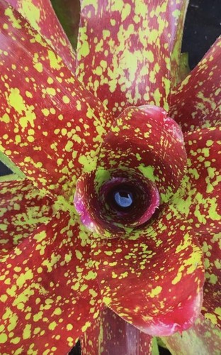 Bromeliad-Neoregelia-