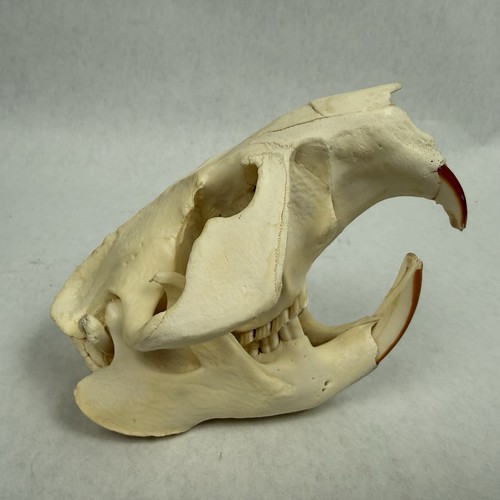 Beaver skull - beaver,