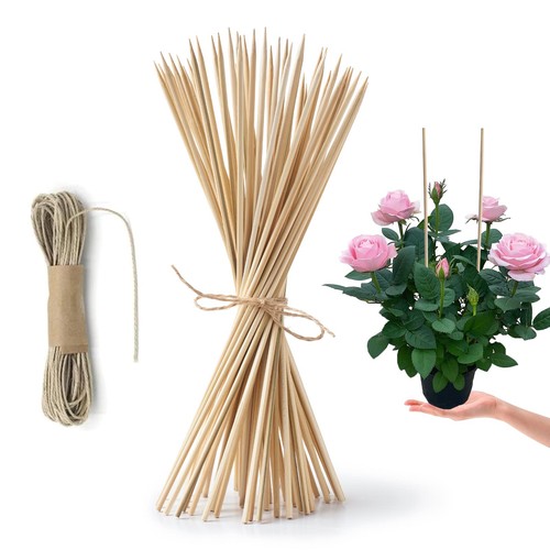 Pack bamboo plant - bamboo,