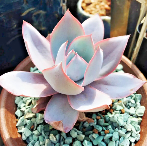 Echeveria cante rare succulent - echeveria,