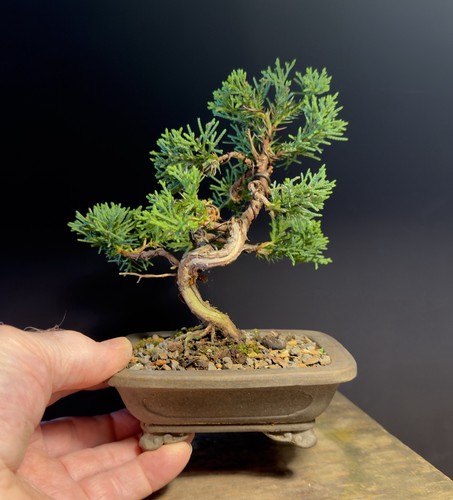 Shimpaku mame bonsai - shimpaku, itoigawa