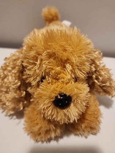 Golden puppy labradoodle - golden,