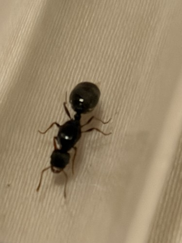 Tetramorium immigrans ant - immigrans,