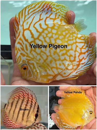 Pack live discus fish - pack, of