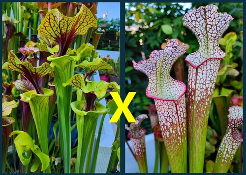 2026 sarracenia seeds - sarracenia, flava