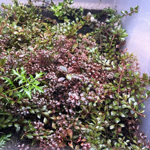 Mixed live freshwater aquarium - mixed,