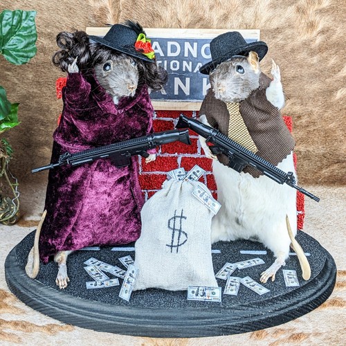 Bonnie clyde rat taxidermy - &,