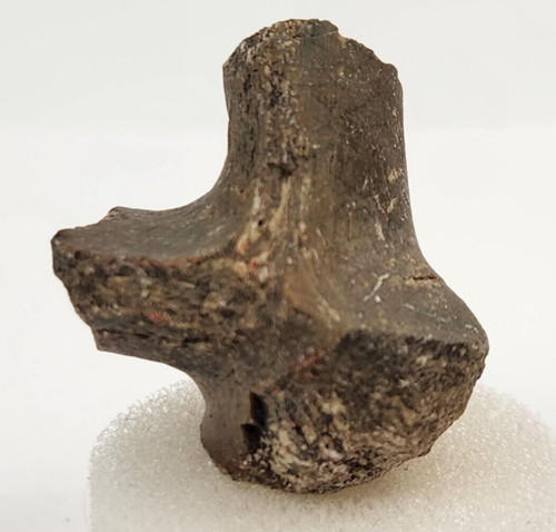 Hadrosaur cervical vertebra - hadrosaur,