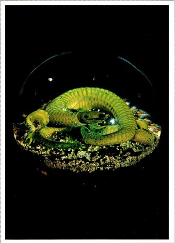 Salamander paperweight france - salamander,