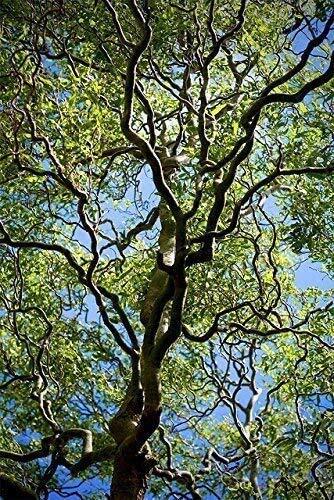 Corkscrew willow tree - willow,