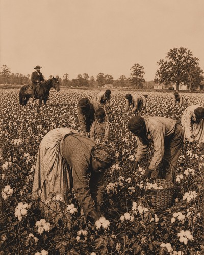 Picking cotton 1862 african - 1862,