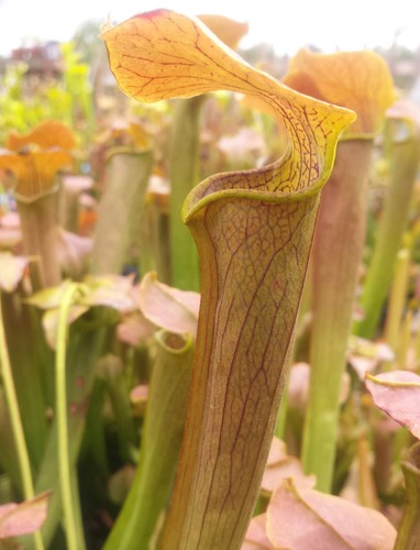 Carnivorous pitcher plant s - carnivorous,