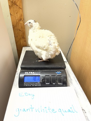 110 quail hatching eggs - hatching,