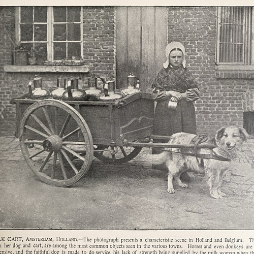 1800s milkmaid dog - milkmaid,