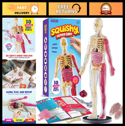 Human anatomy squishy body - human,