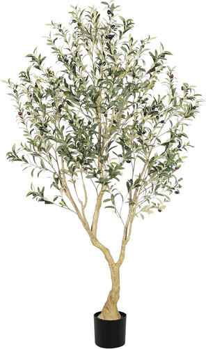 Olive tree 6ft trees - tree,