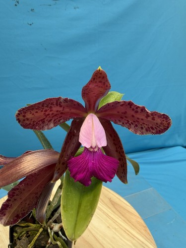 Cattleya tai rose - cattleya,