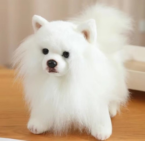 White pomeranian dog inch - dog, 9-inch