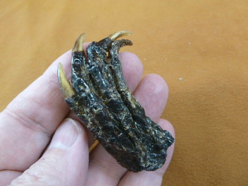 G630 169 small - 2-1/8", gator