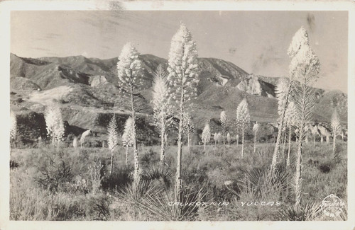Yucca plant bloom - bloom, desert
