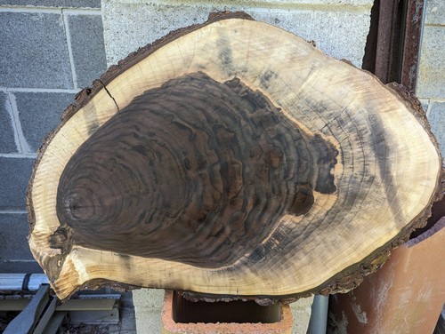 Black walnut wood - walnut, (wood