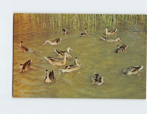 Postcard thousands wild - postcard,