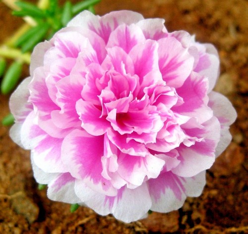 3500 moss rose purslane - 3500+,