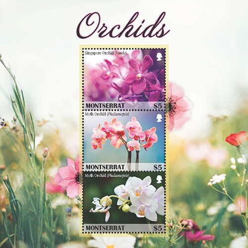 Montserrat 2019 orchids - montserrat,