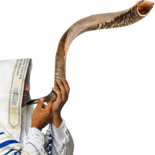 Shofar kudu horn - kudu, m
