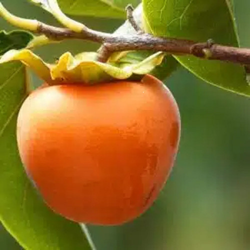 Live eureka persimmon tree - 1,