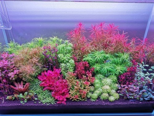 Live aquarium plants stems - plants, 28