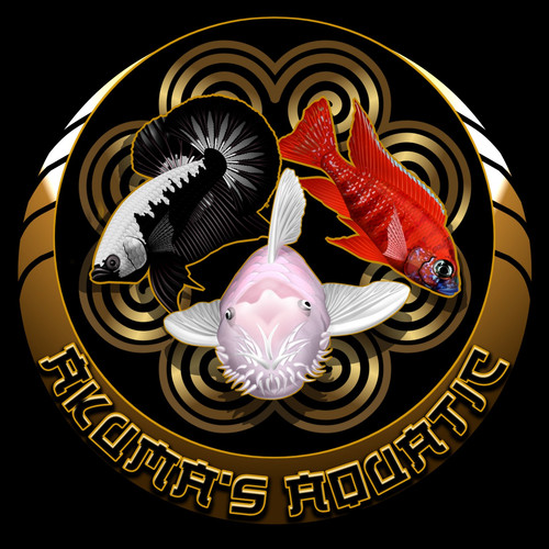 Pack dragon blood - 5, 1"