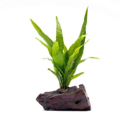 Substratesource live aquarium - substratesource,