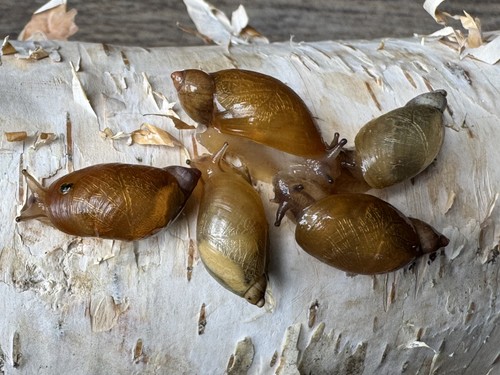 Live amber snails - (5),