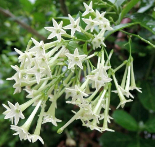 Set night blooming jasmine - 2,