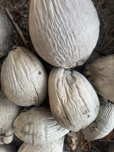 Coconut seeds - 8,