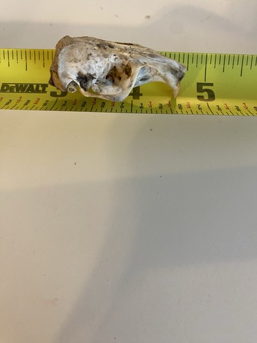 Genuine real mole rat rodent - genuine, mole-
